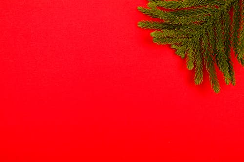 Pine Leaves on a Red Background