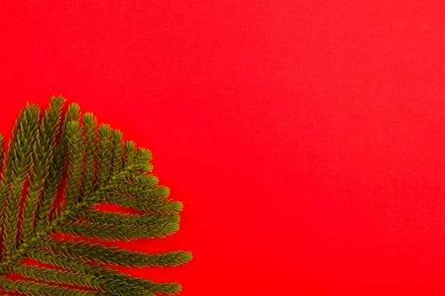 Pine Leaves on a Red Background