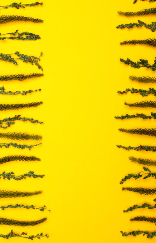 Green Pine Leaves on Yellow Background