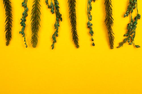 Photo of Green Leaves on Yellow Surface