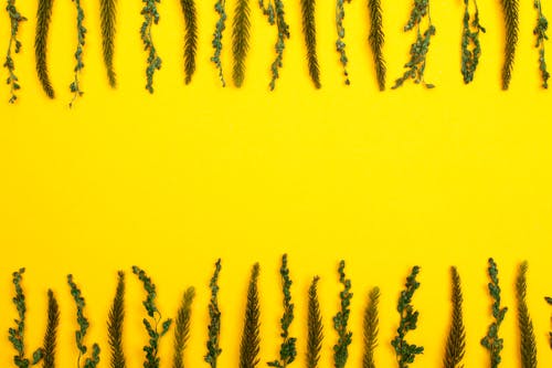 Photo of Leaves on Yellow Surface