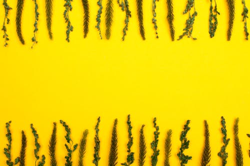 Photo of Leaves on Yellow Surface