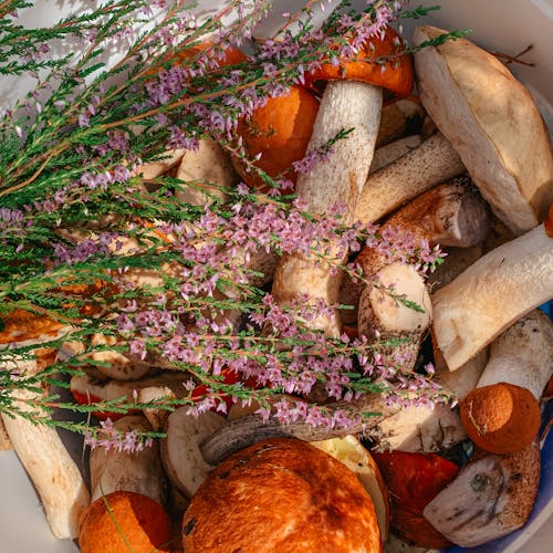 Brown Mushrooms with Pink Flowers