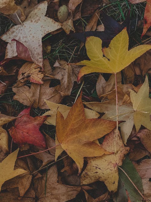 Free Brown and Yellow Maple Leaves on the Ground Stock Photo