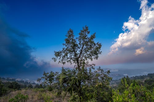 구름 위, 나무, 대조의 무료 스톡 사진