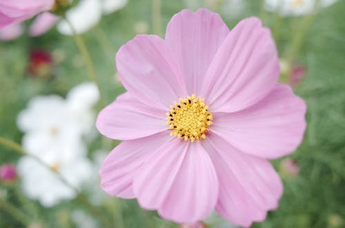 Free Selective Focus Photo of a Pink Garden Cosmos in Bloom Stock Photo