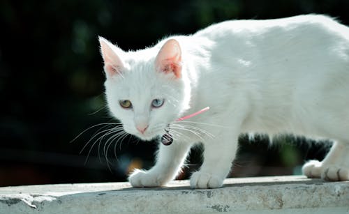 Безкоштовне стокове фото на тему «кіт шпалери, кішка, котяче око»