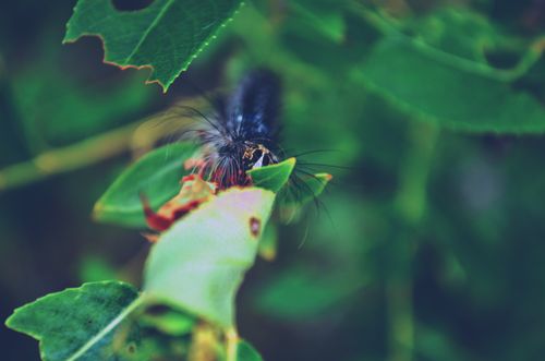 Free stock photo of caterpillar Stock Photo