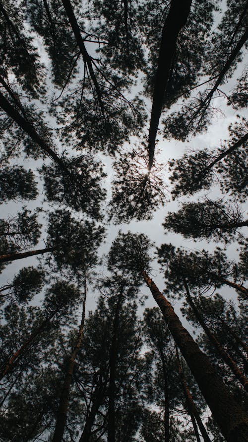 Gratuit Imagine de stoc gratuită din arbori, codru, copac copac Fotografie de stoc