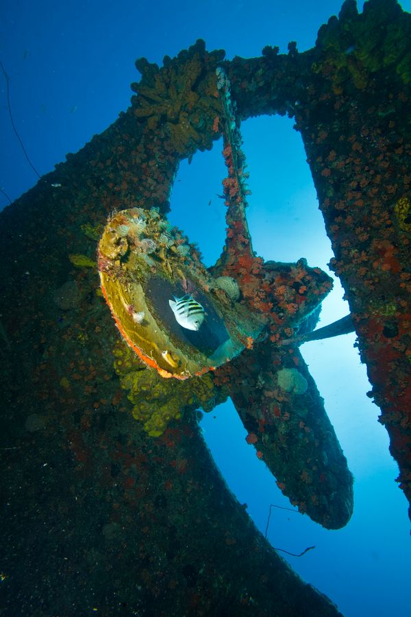 Caribbean Dive Business for Sale? Smart Guide 2026 2 Caribbean dive business for sale - shipwreck dive site with marine life