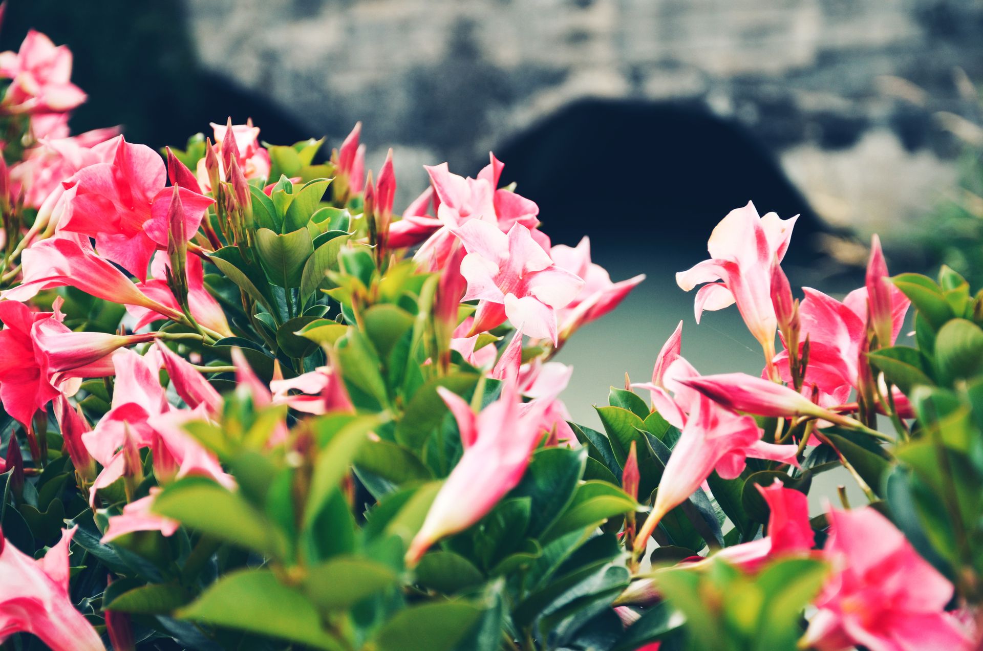 A vivid close-up of pink mandevilla flowers blooming outdoors with green leaves.