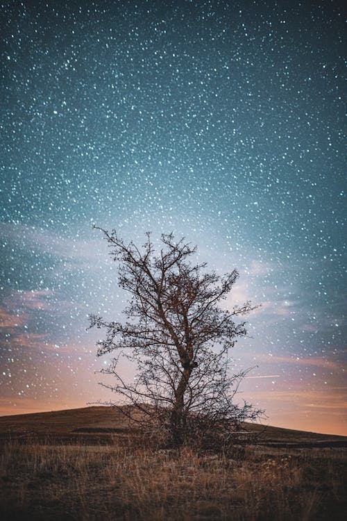 Immagine gratuita di albero senza foglie, campo d'erba, cielo drammatico