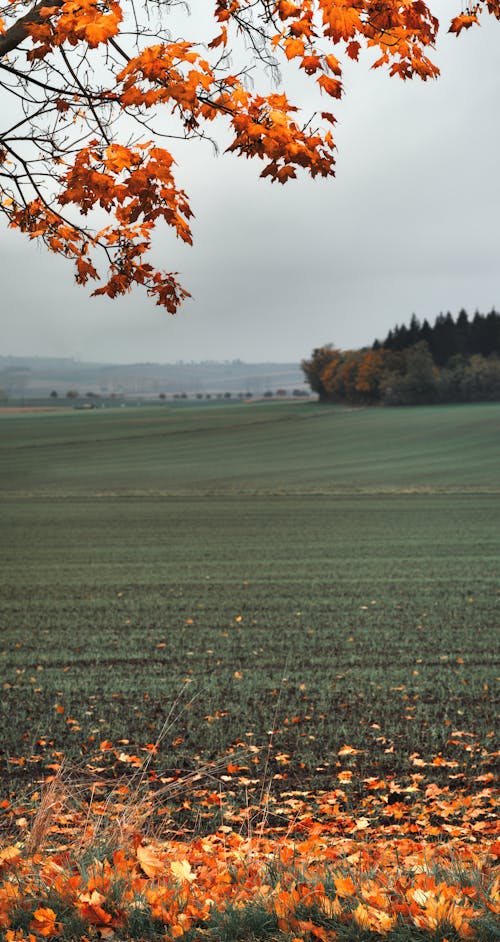 Fotobanka s bezplatnými fotkami na tému dedinský, hracie pole, jeseň