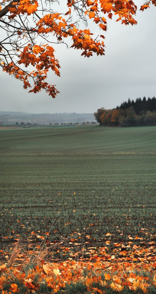 Free A serene countryside scene featuring vibrant orange autumn leaves and a vast green field. Stock Photo