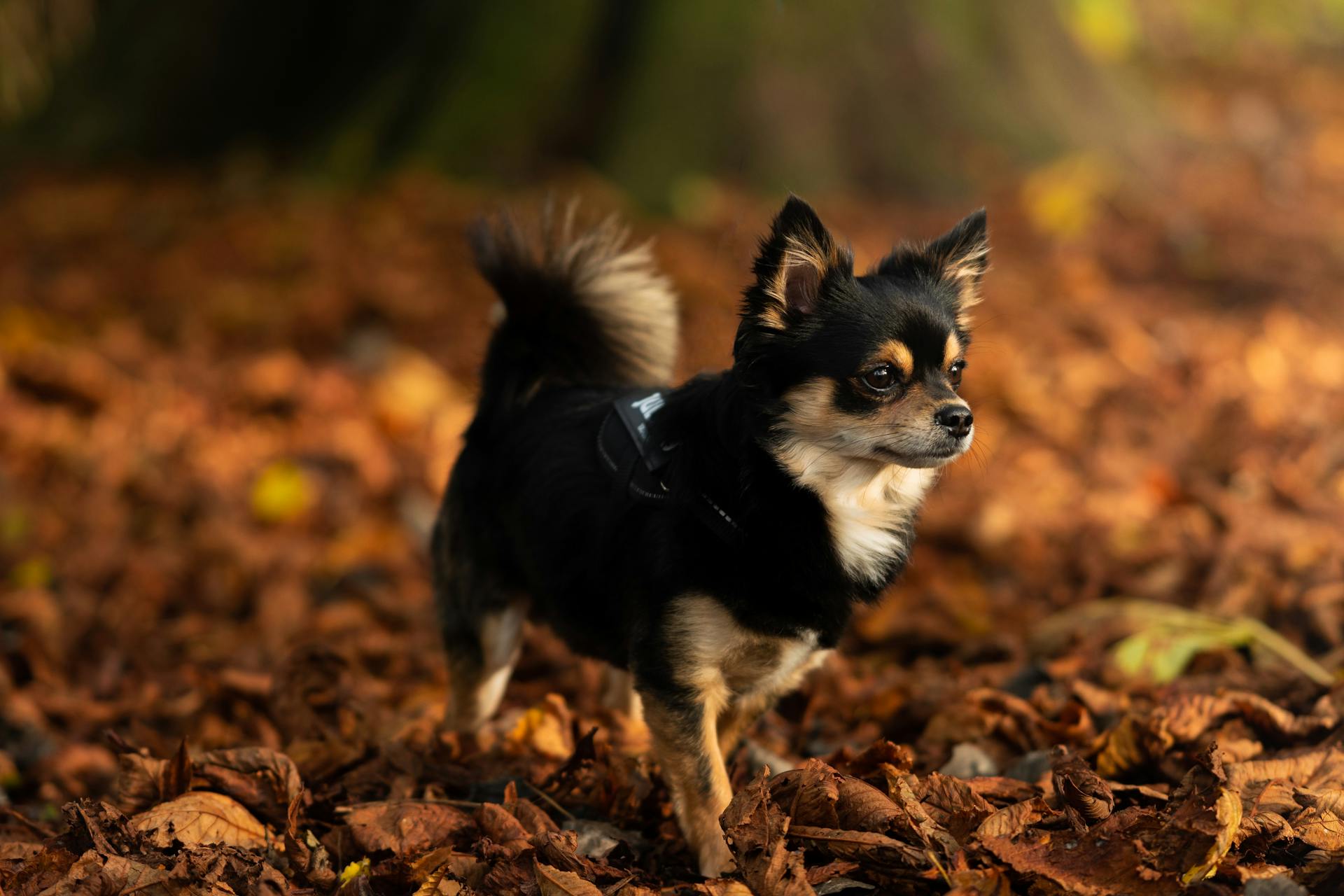 Chihuahua Walking on Dried Leaves