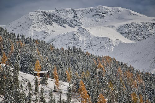 ağaçlar, kar yağışlı, karla kaplı dağ içeren Ücretsiz stok fotoğraf