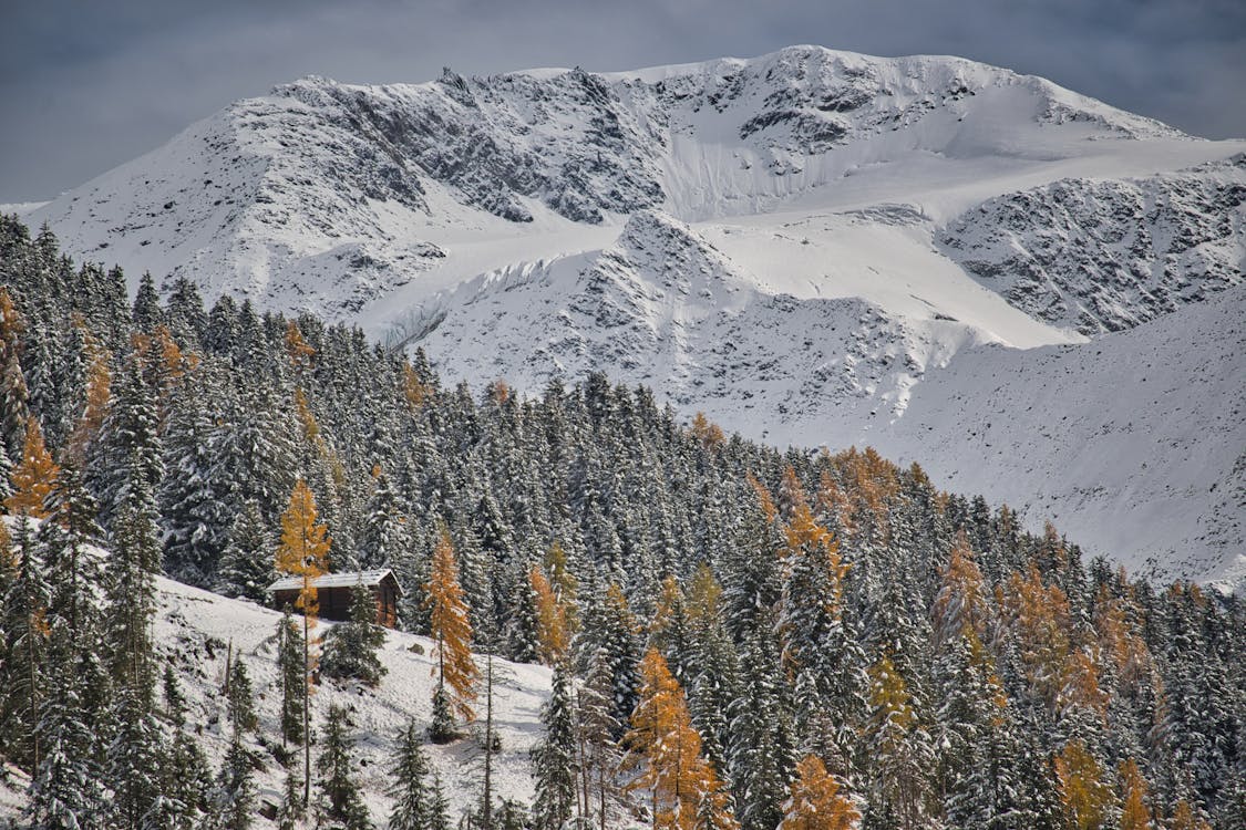 Foto profissional grátis de árvores, coberto de neve, inverno