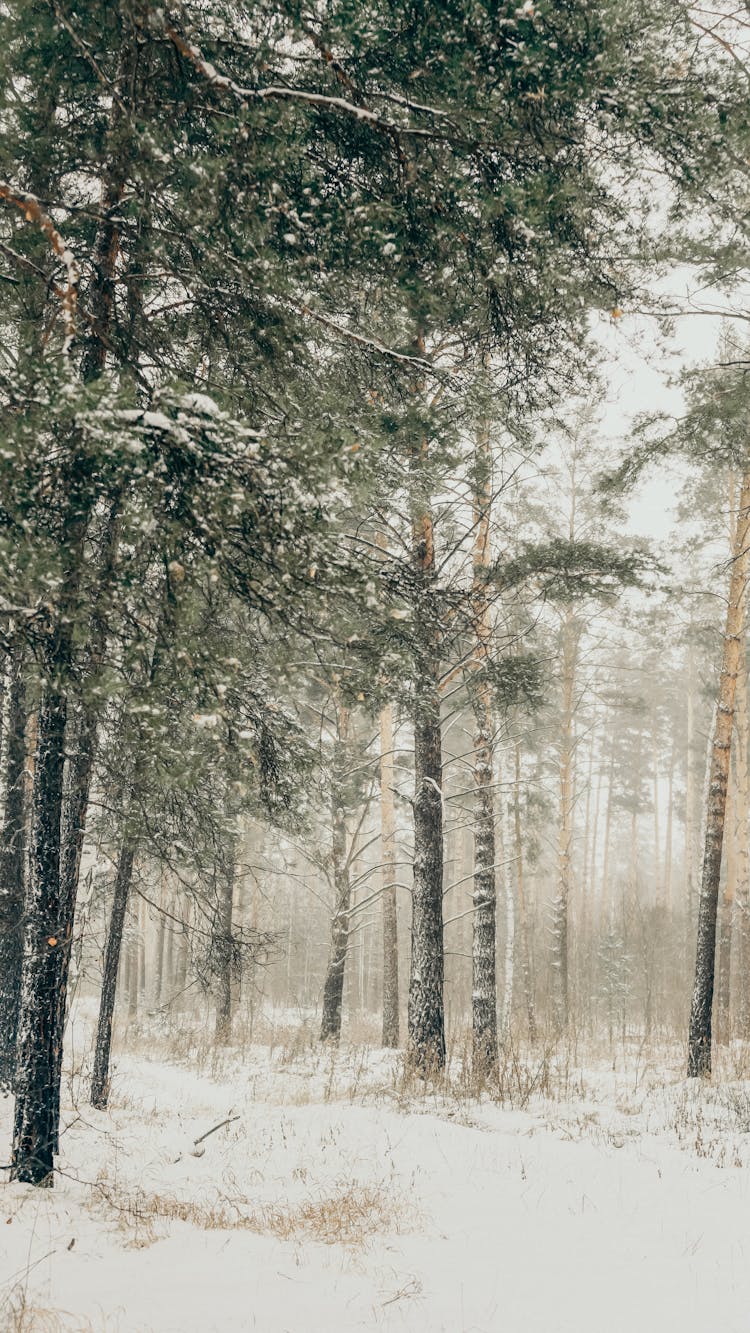 Snowstorm In Winter Forest