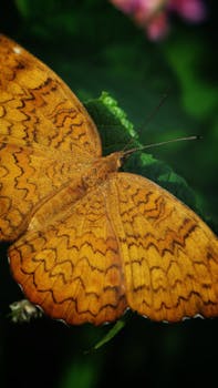Detailed macro shot of a Common Castor butterfly (Ariadne merione) on green foliage.
