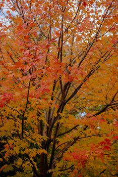 A vivid display of a maple tree showcasing brilliant autumn foliage in orange and red hues.