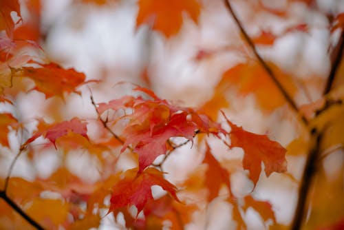 A Close-Up Shot of Maple Leaves