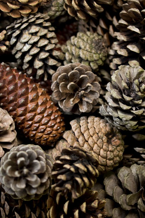 A Pile of Pine Cones