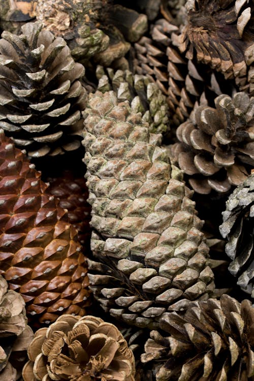 Assortment of Dried Pine Cones