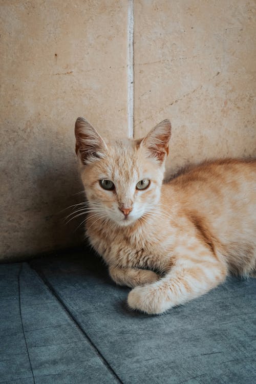 Δωρεάν στοκ φωτογραφιών με αιλουροειδές, αραβικό μωβ, Γάτα