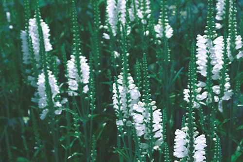 Ilmainen kuvapankkikuva tunnisteilla kasvikunta, kasvit, kukat Kuvapankkikuva