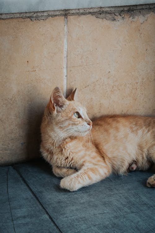 Close Up Photo of Orange Cat