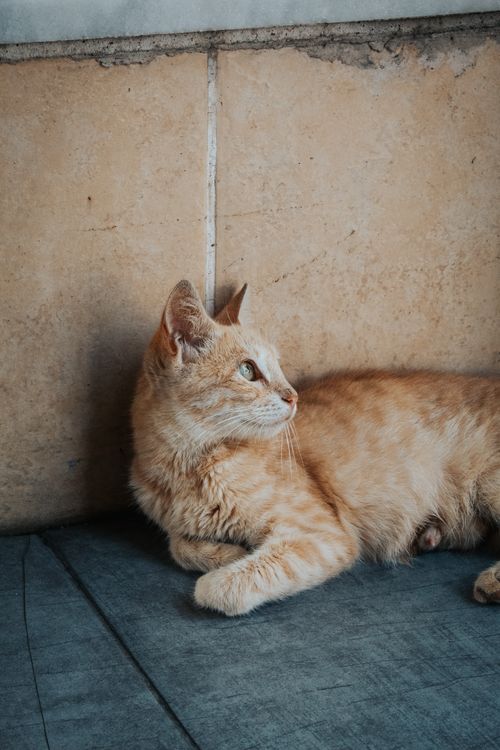 Free Close-up of a relaxed orange Arabian Mau cat lounging indoors with a serene expression. Stock Photo