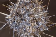 Brown Grass in Close Up Photography