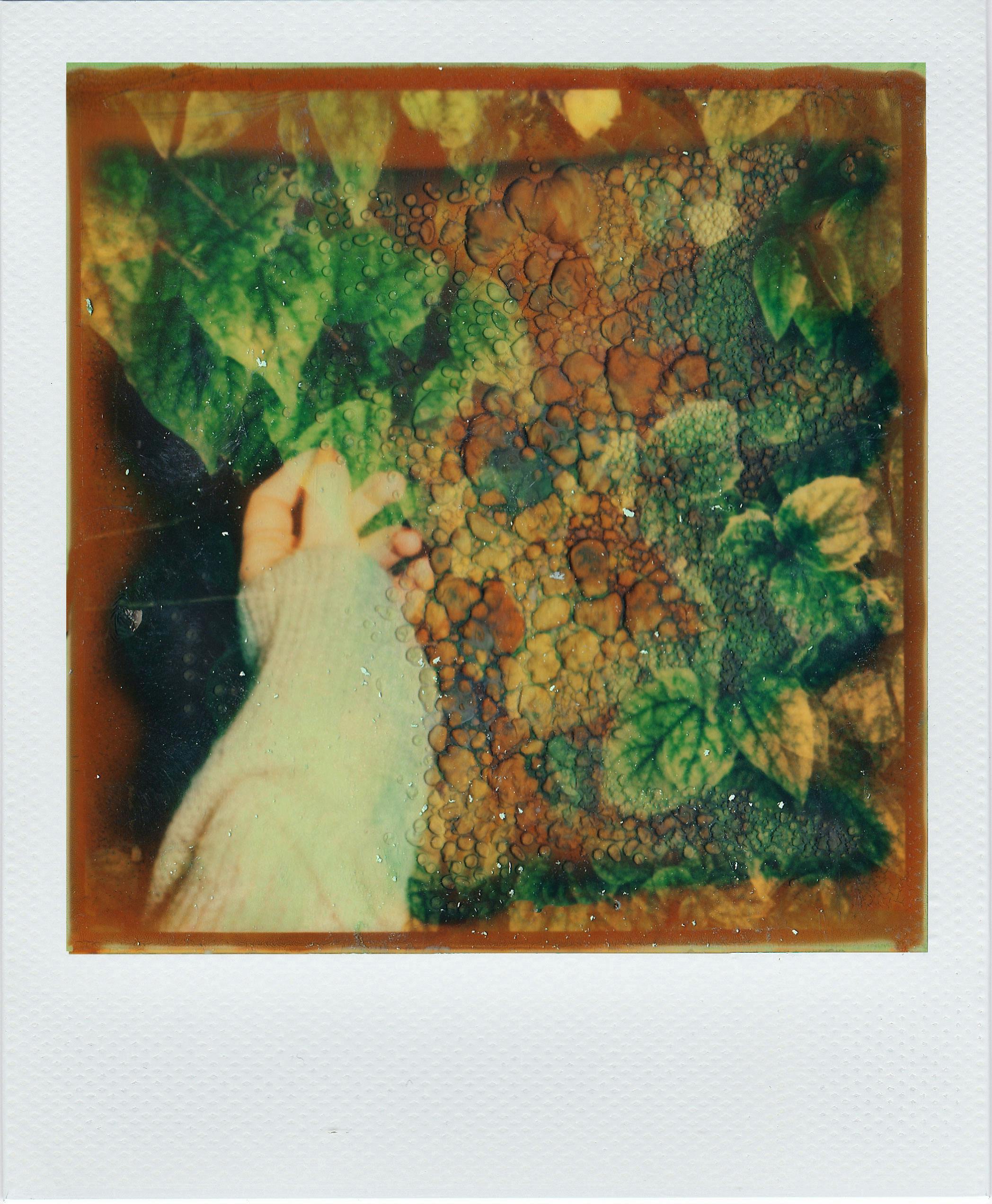 Hand in a cozy sweater reaching for vibrant green leaves in a vintage polaroid shot.