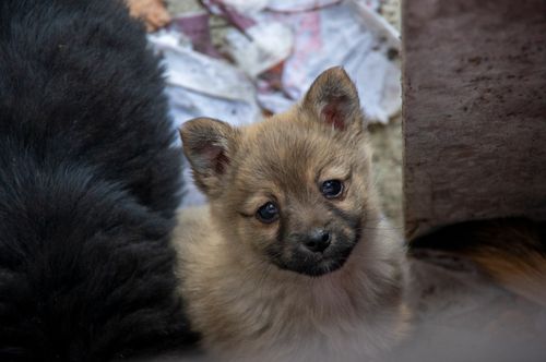 Free stock photo of cute puppy, dogs Stock Photo