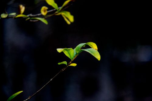 Free stock photo of monocots, plant leaves Stock Photo