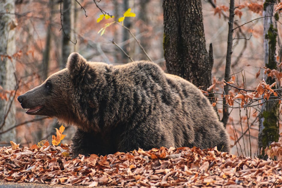 Kárpátok medve les: Román vadvilág megfigyelés Kárpátok medve les: Román vadvilág megfigyelés