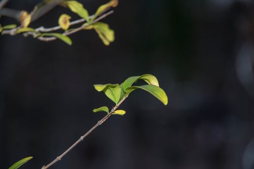 Free stock photo of plant leaves, plants Stock Photo