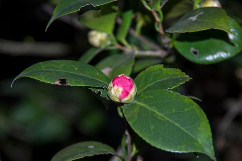Free stock photo of littleflower Stock Photo