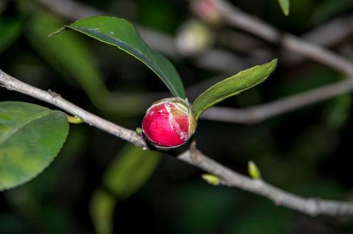 Free stock photo of littleflower Stock Photo
