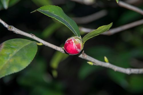 Free stock photo of littleflower Stock Photo