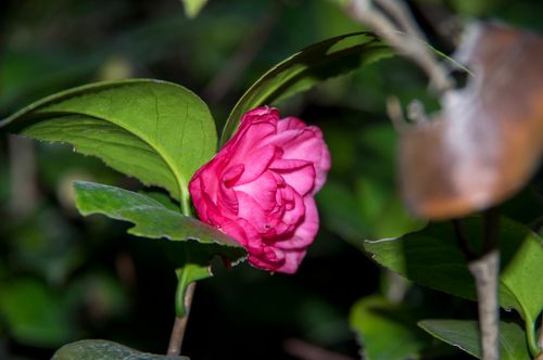 Free stock photo of littleflower Stock Photo