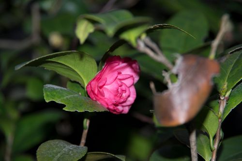 Free stock photo of littleflower Stock Photo