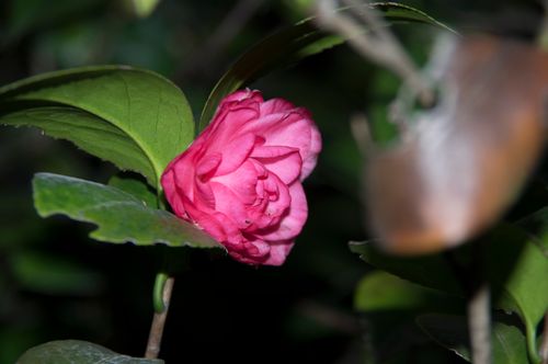 Free stock photo of littleflower Stock Photo