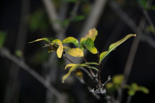 Free stock photo of plant leaves, plants Stock Photo