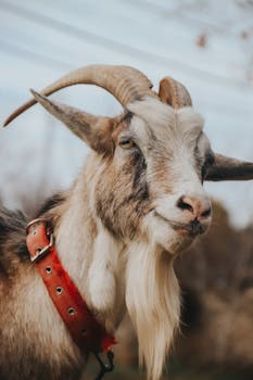 Close-up of a goat wearing a red collar, displaying detailed fur texture and horns.