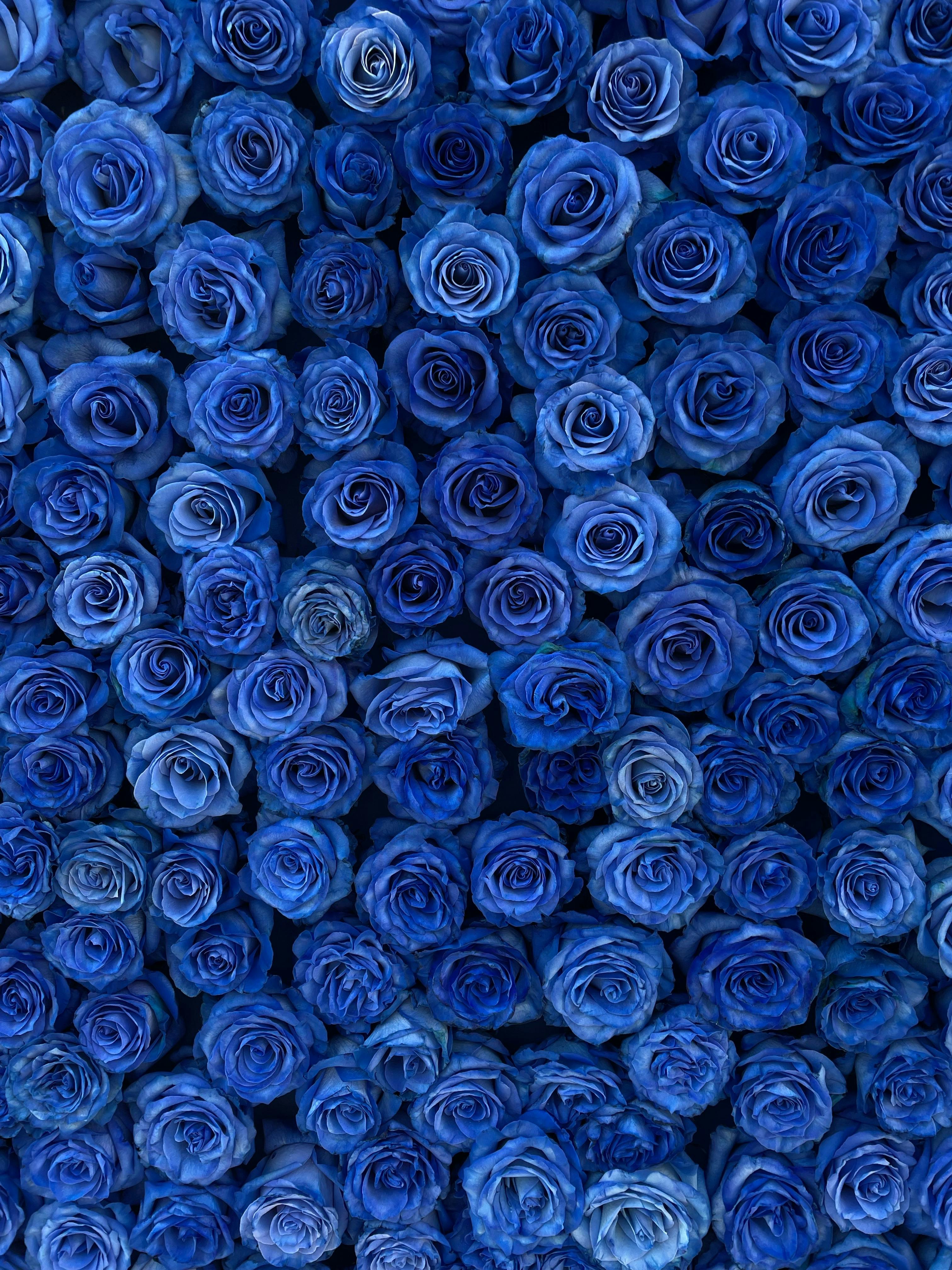 Cập nhật hơn 102 hình nền hoa hồng xanh mới nhất  Tin học Đông Hòa