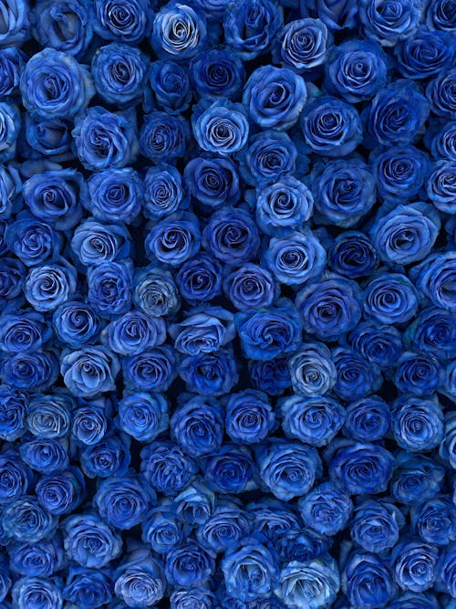 Blooming Blue Roses