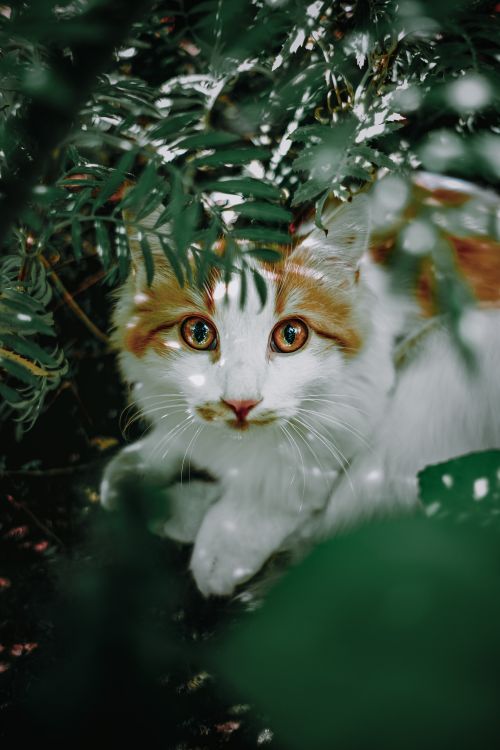 Free A cute tabby cat with bright eyes peeks through lush green foliage outdoors. Stock Photo