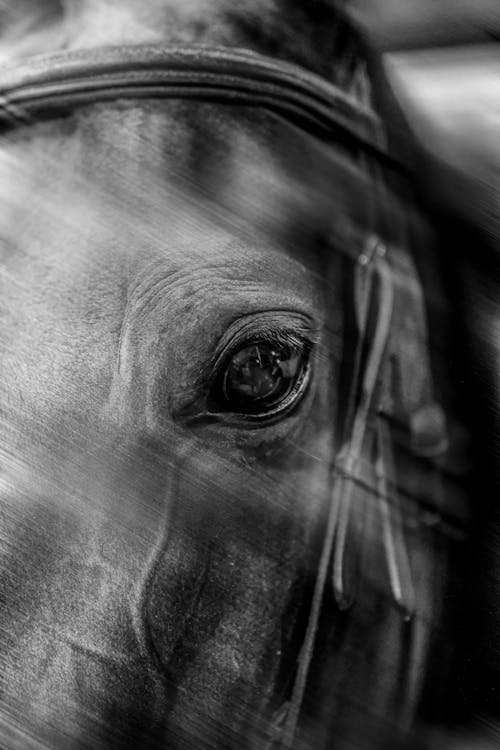 Grayscale Photo of Horse Eye