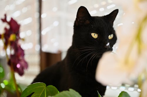 Free stock photo of animal portrait, black cat, black fur Stock Photo
